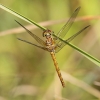 J01_4228 Sympetrum striolatum female